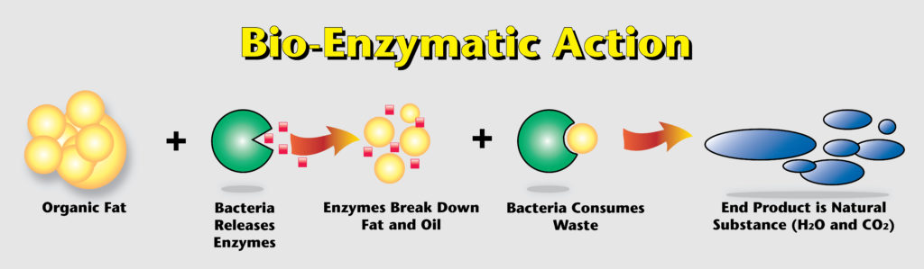 bio-enzymediagram3